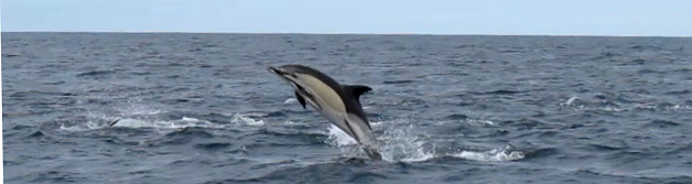 dauphins